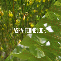 Green leafy plant with yellow flowers and 'ASPA-FERNBLOCK' text overlay.